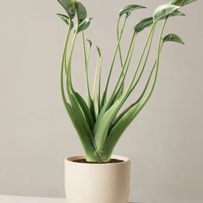 Алоказия Тaйни Дансер